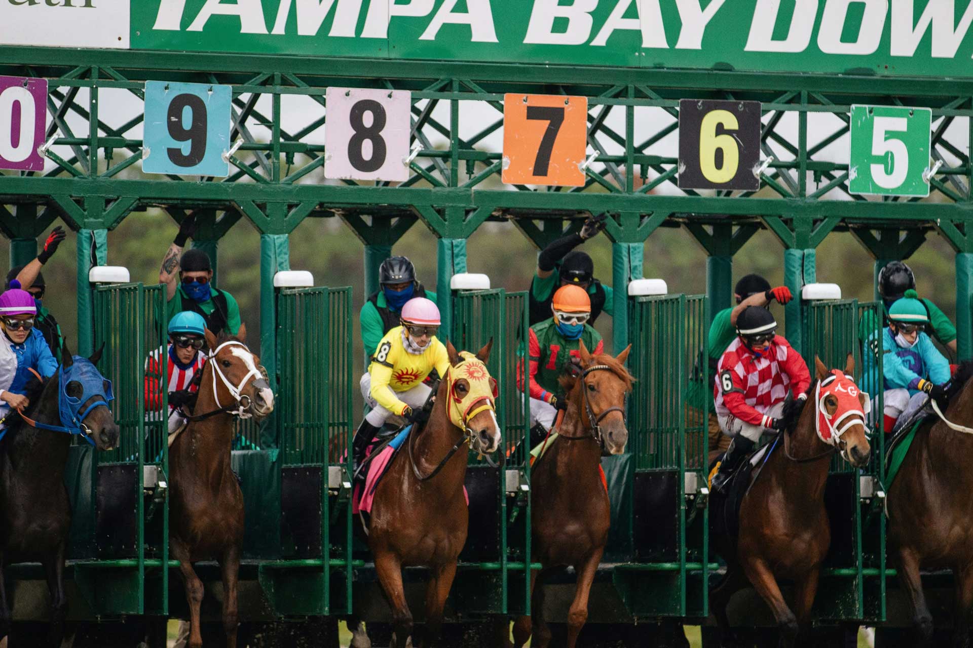 Horses Racing Out Of The Gate At Tampa Bay